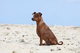 PINSCHER NAIN 060